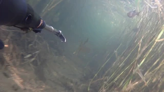 подводная охота!  гусиное озеро. Бурятия)))