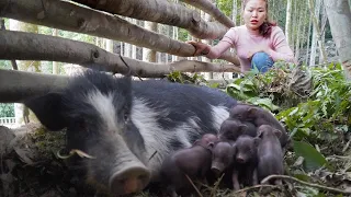 FULL VIDEO: 135 Days to build a pig farm, Happy pig on the farm has given birth. Free Life