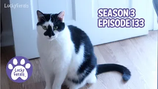 Stella Rules The Touch Feeder, Jobs For Cats, Let’s Go To The Beach! - S3 E133