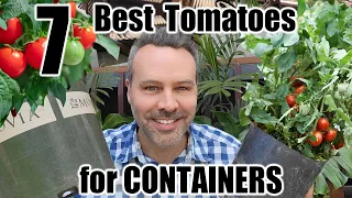 7 Best Tomatoes to Grow in Containers