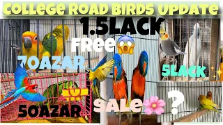 College Road Birds 🦅 Market Update ||| ringneck,chicks,love birds,grayparrot,coketail,talkingpartot