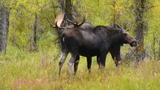 Grand Teton National Park - Moose Rut Courting