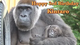 Gorilla⭐️Happy Birthday!  Today is Kintaro's third birthday.【Momotaro family】