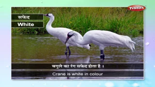 Learn Hindi : Colors | Learn Hindi Through English | Learn Hindi Grammar