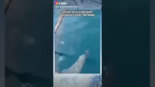 Люди помогли акуле