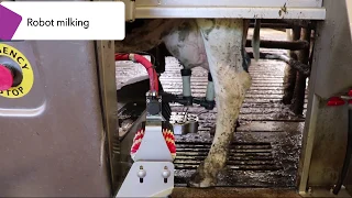 Dairy Developments in the Netherlands