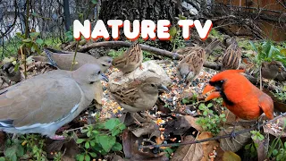 CAT TV - 3 HOURS of Relaxing Birds - Videos for Cats to Watch 🐾 - Best Nature TV - Nature ASMR