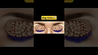 Eye dog ticks #asmr #animation #youtubeshorts #satisfyingasmr #relaxing