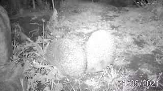 Small Hedgehog 🦔 circuit at the hedgehogs (hedgehog mating)