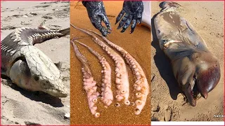 Catching Seafood 🦐🦀 Deep Sea Octopus (Catch Crab, Catch Fish) - Tik Tok #33