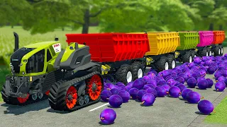 LOAD AND TRANSPORT PLUMS WITH CLAAS TRACTOR AND LANDINI LOADERS - Farming Simulator 22