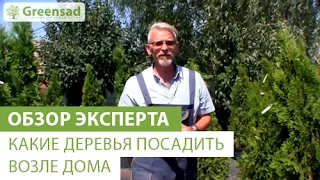 Какие деревья посадить возле дома