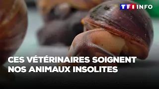 Ces vétérinaires soignent nos animaux insolites