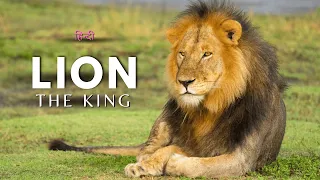 Lion - The King - [Hindi] - Infinity Stream
