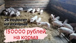 26 поросят на откорме. Содержание, кормление.