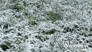 Майский снежок в Москве!
