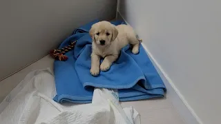 (Eng Sub) The record of the 1st and 2nd day after adopting a puppyㅣGolden Retriever 7weeks old