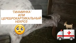 ТИАМИНОВАЯ НЕДОСТАТОЧНОСТЬ КОЗ//СЕДИНА НА МОЮ ГОЛОВУ😱😱😱