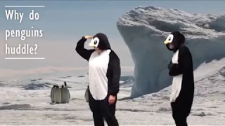 Why Penguins Huddle Final Edit