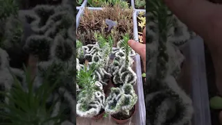 Виды кактусов: Цилиндропунция вестита кристатная форма (Austrocylindropuntia vestita f. cristata)