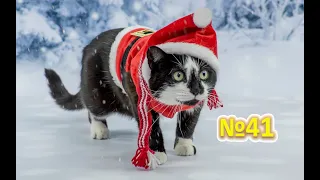 Funny Cats 😹 cat vs christmas  коты против ёлки  новогодний выпуск про котиков new Year's edition