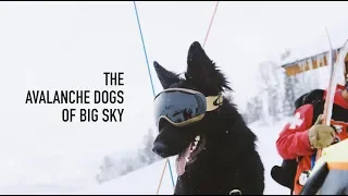 The Avalanche Dogs of Big Sky Resort