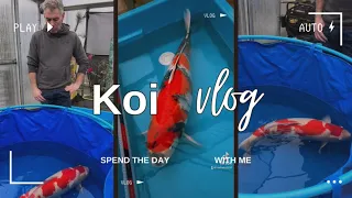 Koi Day at Ians and Carmens South Wales. Mega Koi