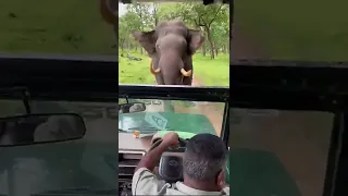 Elephant Charges Safari Jeep In Kabini National Park, Driver shows amazing driving skill & calmness