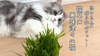 【無印良品の猫草】猫草が成長する様子と猫草とご対面した子猫の反応は…！？