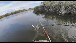 ▶Рыбалка на спининг 🐟 Активные атаки щуки 🐟 Атака щуки на воблер.