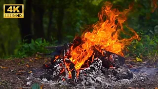 🔥 Cozy Forest Campfire 4K ULTRA HD! - Natural Ambiance, Crackling Fire, Bird Sounds