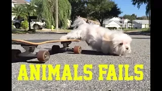 BEST FAILS OF THE YEAR 2017 "ANIMALS" - PART 13 OF 14 (December Compilation)