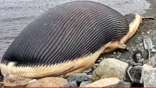 Dead blue whale 'might explode' in Newfoundland Canada