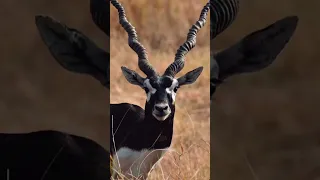 Unbelievable Sight at Blackbuck National Park!