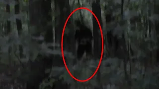 Top 5 Strange Bigfoot Sightings Caught on Camera