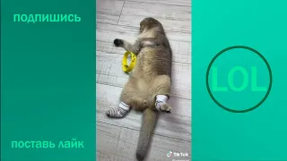 ПРИКОЛЫ В ТИК ТОК 😎 ЧУДИКИ ИЗ ТИК ТОК 😎 Top TikTok 2021  лучшие приколы 2021 funny videos 2021