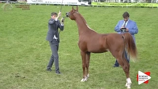 3rd - N.60 LAMANDRO - Chantilly 2016 ABCE - Yearling Colts (Class 6A)