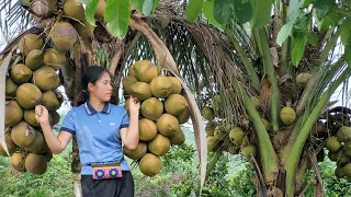 Harvest Coconut, Cucumber in the Garden Go to Market sell - Gardening - Daily Life | Tran Thi Huong