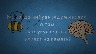 Укус пчелы улучшает память? Эксперимент подписчика.