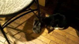 Kitten Plays With Slippers