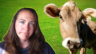 Dairy Cow Dreams Dashed!