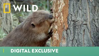 Beavers Scurry To Build Their Winter Home | World's Weirdest | National Geographic WILD UK