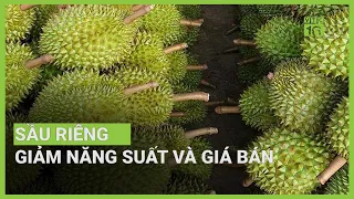 Hạn hán, nhiễm mặn: Sầu riêng giảm năng suất, giá bán | VTC16