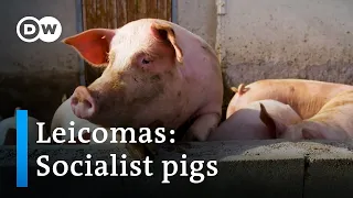 How one farmer is saving Germany's last socialist pigs | Focus on