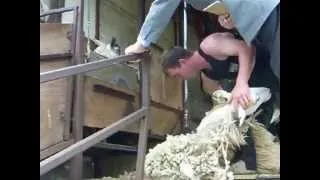 Scottish Sheep Shearing Competition