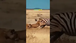 Tough Zebra kicks😳😳 that Lions can't stand🤭🔥 #wildlife #safari #lions #zebra