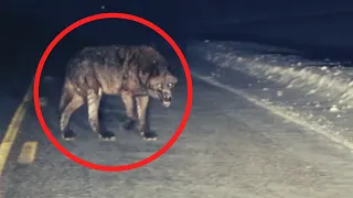 4 Scary Wolf Encounters That Will Make You Feel Uneasy