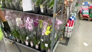 разбежались глаза от ЭТИХ ОРХИДЕЙ обзор нового завоза орхидей
