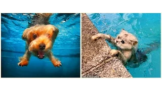 Кошки и Собаки Падают в Воду! Забавная Видео Подборка / Funny Cats and Dogs /