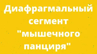 Диафрагмальный сегмент "мышечного панциря"